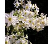 Clematis Avalanche (Immergrün - Waldrebe - Kletterpflanzen Immergrün - Clematis)