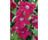 Clematis »Rouge Cardinal« (2 Stck.)
