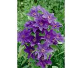 Clematis »The President« (2 Stck.)