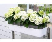EMSA Blumenkasten »MyBox«, weiß/granit, 50 x 22 x 18 cm