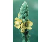Flower Essence Service 061. Mullein (Kleinblütige Königskerze) 30 ml