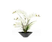 Orchidee