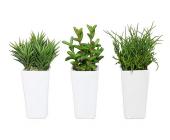 Set: Gras-Mix (3tlg.)