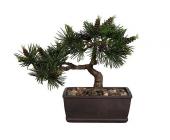 Kunstpflanze Bonsai »Kiefer«