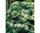 Kletterhortensie