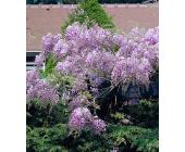 Chinesischer Blauregen »Amethyst Falls®«