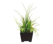 Sukkulenten/Gras-Arrangement