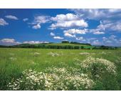 KOMAR Fototapete, Komar, »Meadow«