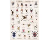 Eurographics Puzzle Spinnen 1000 Teile Puzzle von Eurographics