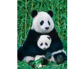 Eurographics Puzzle Panda und Baby - Puzzle - 1000 Teile - Eurographics