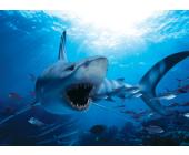 Eurographics Puzzle Hungriger Hai - Puzzle - 1000 Teile - Eurographics