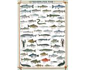 Eurographics Puzzle Süßwasserfische - Puzzle - 1000 Teile - Eurographics