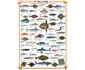 Eurographics Puzzle Meeresfische - Puzzle - 1000 Teile - Eurographics