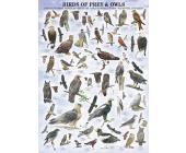 Eurographics Puzzle Raubvögel und Eulen - Puzzle - 1000 Teile - Eurographics