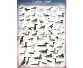 Eurographics Puzzle Küstenvögel - Puzzle - 1000 Teile - Eurographics