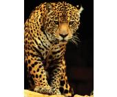Eurographics Puzzle Leopard - Puzzle - 1000 Teile - Eurographics