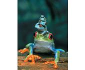 Eurographics Puzzle Rotaugenlaubfrosch - Puzzle - 1000 Teile - Eurographics