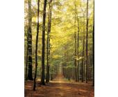 Eurographics Puzzle Waldweg - Puzzle - 1000 Teile - Eurographics