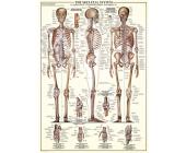 Eurographics Puzzle Das Skelett - Puzzle - 1000 Teile - Eurographics