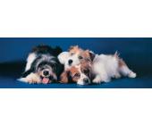 Eurographics Puzzle Hunde - Panorama Puzzle - 750 Teile - Eurographics
