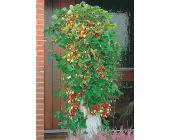 Erdbeerbaum, 3 Pflanzen