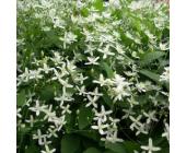Clematis Little white charm (Immergrün-Kletterpflanzen Immergrün - Clematis)