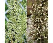 Clematis Lunar Lass (Immergrün - Waldrebe - Kletterpflanzen Immergrün - Clematis)