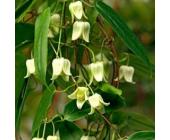 Clematis Snow Bells (Immergrün - Waldrebe - Kletterpflanzen Immergrün - Clematis)