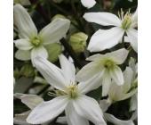 Clematis Armandii Snowdrift (Immergrün - Waldrebe - Kletterpflanzen Immergrün - Clematis)