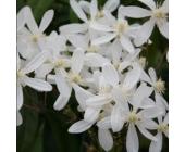 Clematis armandii (Immergrün - Waldrebe - Kletterpflanzen Immergrün - Clematis)