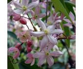 Clematis armandii Apple Blossom (Immergrün-Waldrebe-Kletterpflanzen-Clematis)