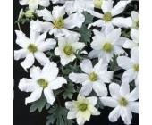 Clematis Early Sensation (Immergrün - Waldrebe - Kletterpflanzen - Klematis)