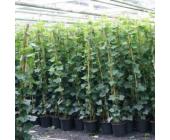 Efeu 175-200 cm (Hedera Hibernica)
