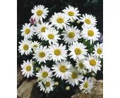 Chrysantheme, weiß, weiß, 1 Pflanze inkl. Übertopf