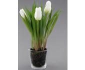 Heine Tulpe im Glas mit Wurzelballen Heine...