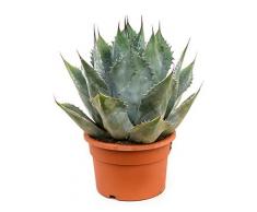 Agave, ca. 40 cm, Balkonpflanze wenig Wasser, Terrassenpflanze sonnig, Kübelpflanze Südbalkon, Agave parrasana, im Topf