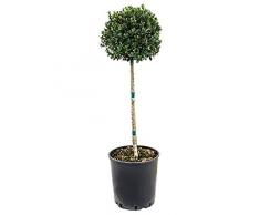 Stechpalme, ca. 100 cm, Balkonpflanze robust, Terrassenpflanze halbschattig-schattig, Kübelpflanze Westbalkon-Ostbalkon, Ilex crenata dark green, im Topf