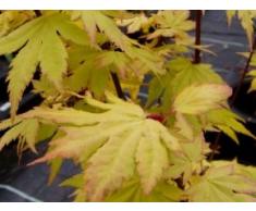 Fächerahorn Orange Dream - Acer palmatum Orange Dream - Japanischer Ahorn