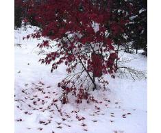 Acer palmatum atropurpureum - Roter Fächerahorn - Blutfächerahorn - 10 Samen