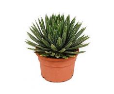 Agave, ca. 30 cm, Balkonpflanze wenig Wasser, Terrassenpflanze sonnig, Kübelpflanze Südbalkon, Agave victoria reginae, im Topf