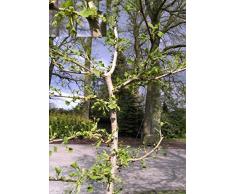 Baumschule Anding Fächerblattbaum Ginkgo biloba - Lakeview -