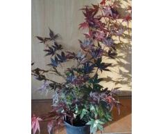 roter japanischer Fächerahorn Acer palmatum Atropurpureum 60 cm hoch im 3 Liter Pflanzcontainer