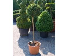 Buchsbaum, ca. 110 cm, Balkonpflanze groß-Sichtschutz, Terrassenpflanze sonnig-halbschattig-schattig, Kübelpflanze Südbalkon-Westbalkon-Ostbalkon-Nordbalkon, Buxus sempervirens, im Topf