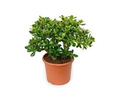 Geldbaum, ca. 55 cm, Balkonpflanze wenig Wasser, Terrassenpflanze sonnig, Kübelpflanze Südbalkon, Crassula sunset, im Topf