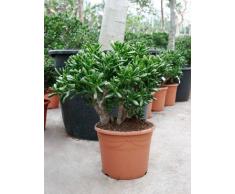 Geldbaum, ca. 70 cm, Balkonpflanze wenig Wasser, Terrassenpflanze sonnig, Kübelpflanze Südbalkon, Crassula gollum, im Topf