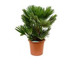 Zwerg-Palme, ca. 95 cm, Balkonpflanze exotisch, Terrassenpflanze halbschattig, Kübelpflanze Westbalkon-Ostbalkon, Chamaerops humilis compacta, im Topf