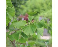 Ginkgo, Ginkgobaum, Mädchenhaarbaum, Fächerblattbaum (100 cm) - Im 5lt. Topf, Höhe 80-100cm