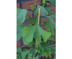 Fächerblattbaum Ginkgo biloba 60 - 80 cm hoch im 5 Liter Pflanzcontainer