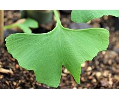 Ginkgo, Ginkgobaum, Mädchenhaarbaum, Fächerblattbaum (150 cm) - Im 7.5lt. Topf, Höhe 125-150cm