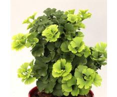 Zwerg-Ginkgo 25 cm FächerblattbaumTroll